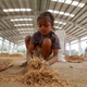 A migrant child collects leftover paddy.